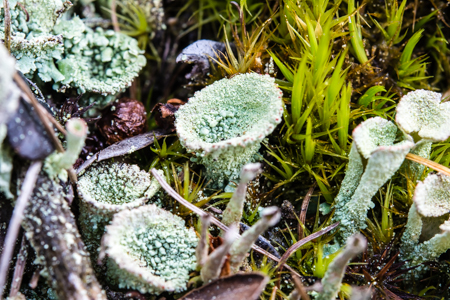 Cladonia pyxidata o fimbriata